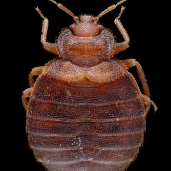 Female of the bed bug - Cimex lectularius - on the fur of one of its hosts, a bat.
Scale : bug length ~ 5 mm
Technical settings :
- Focus stack of 22 images
- Componon 28 mm f/4 at f/4 reversed on bellow